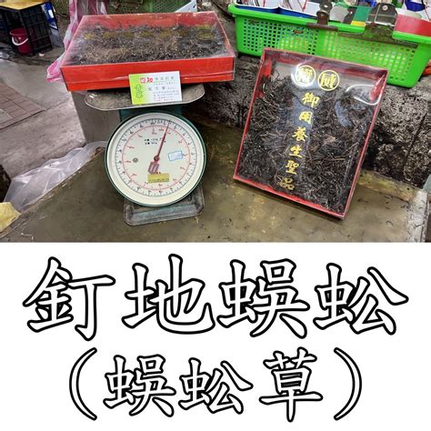 釘地蜈蚣禁忌|倒地蜈蚣(地蜈蚣、釘地蜈蚣、過路蜈蚣、過路鵝江、蜈蚣草、倒。